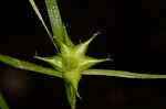 Greater bladder sedge